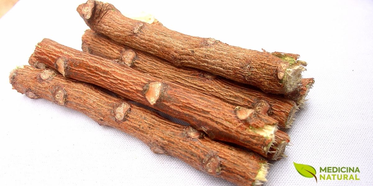 Os tradicionais galhos de neem, conhecidos como 'datun', usados há séculos como escovas de dente naturais. As fibras do galho limpam mecanicamente os dentes, enquanto os compostos antibacterianos liberados pela mastigação ajudam a manter a boca livre de germes. Esta imagem representa a sabedoria ancestral e a simplicidade de soluções eficazes da natureza.