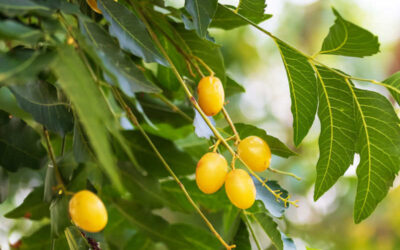 Neem-indiano (nim): saiba para que serve