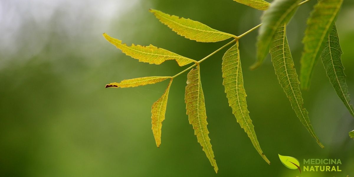 Um close-up vibrante das folhas pinadas do Neem. Cada folíolo serrilhado é perfeitamente visível, exibindo a cor verde intensa que simboliza a saúde e a vitalidade. As folhas são a parte mais utilizada da planta na medicina popular, contendo uma vasta gama de compostos bioativos com propriedades antibacterianas, antivirais e anti-inflamatórias.