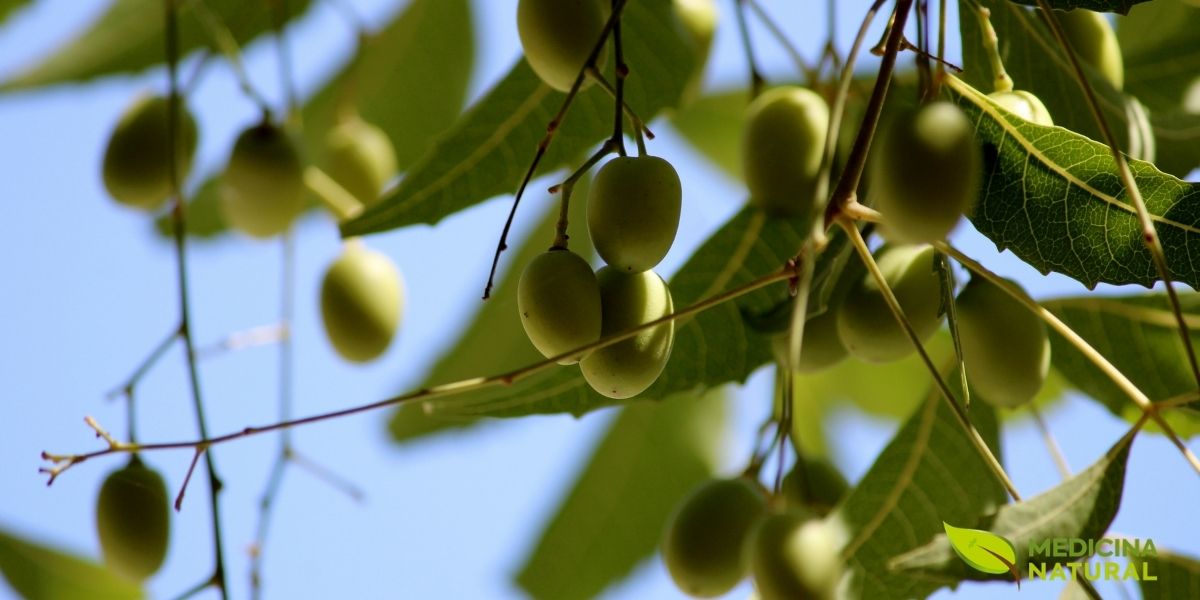 Um cacho de frutos de neem, semelhantes a azeitonas, pendendo de um galho. Sua cor varia do verde ao amarelo quando maduros. Dentro de cada fruto encontra-se uma semente valiosa, da qual se extrai o famoso óleo de neem, um produto multifuncional usado em cosméticos, na agricultura orgânica como pesticida natural e em diversas aplicações medicinais.