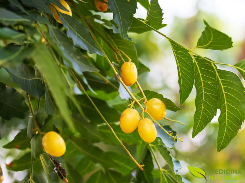 Neem-indiano (nim) - Azadirachta indica