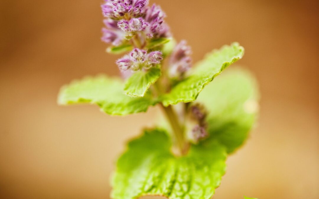Nepeta cataria (CATNIP; ERVA-DOS-GATOS)