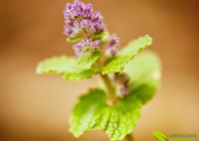 Nepeta cataria - CATNIP; ERVA-DOS-GATOS