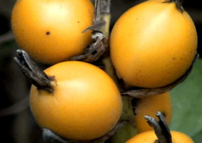 Nó-de-cachorro - Heteropteris aphrodisiaca