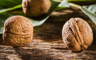 Nogueira: saiba para que servem as nozes