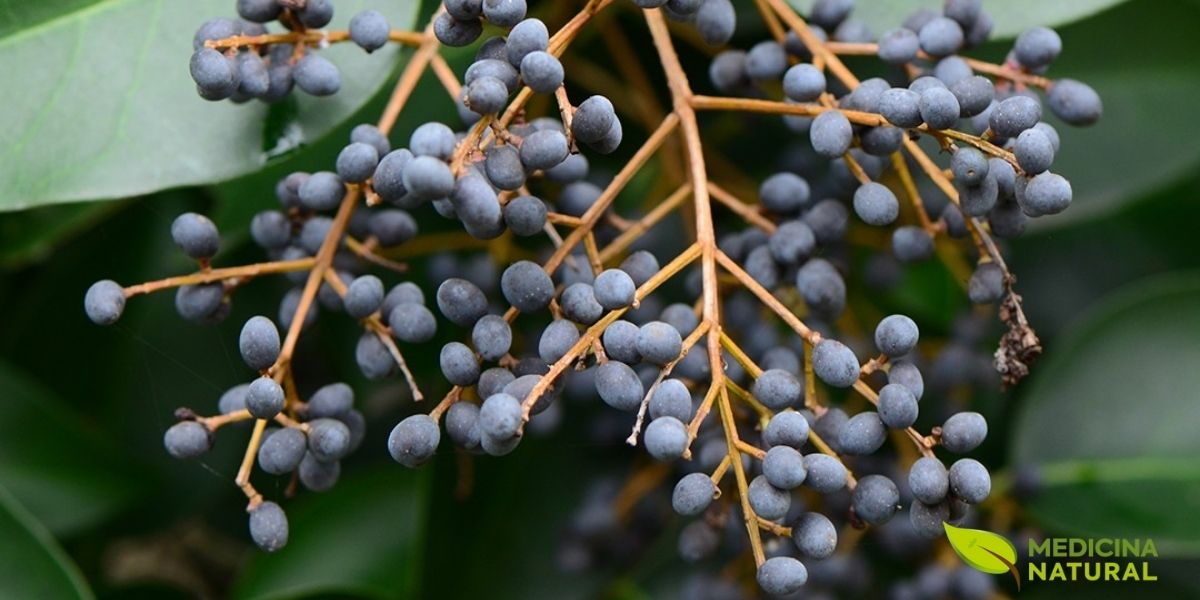 As bagas do Ligustrum lucidum, conhecidas como Nu Zhen Zi na Medicina Tradicional Chinesa, são a parte mais valiosa da planta. Elas contêm compostos bioativos como ácido oleanólico, ácido ursólico e iridoides, que conferem propriedades imunomoduladoras, hepatoprotetoras e antioxidantes. Tradicionalmente, são usadas para nutrir o Yin do fígado e dos rins, melhorar a visão e fortalecer o corpo contra o envelhecimento.