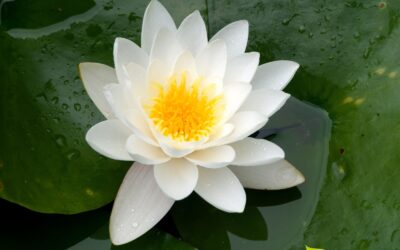 Nymphaea alba – LÍRIO-D’ÁGUA-BRANCO