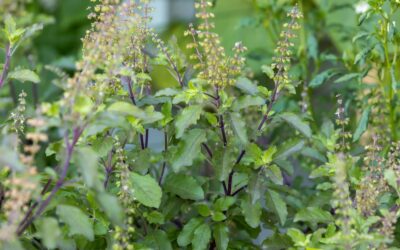 Ocimum sanctum (MANJERICÃO-SAGRADO)