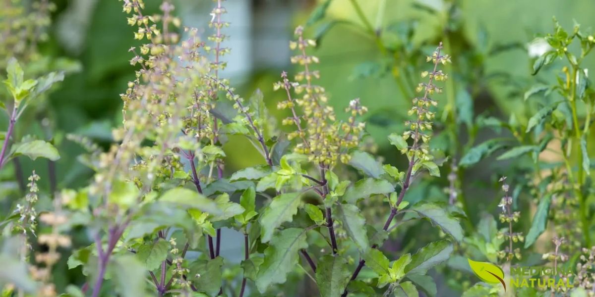 Inflorescências de Ocimum tenuiflorum (manjericão-sagrado; tulsi) com pequenas flores tubulares brancas a lavanda dispostas em espigas terminais, característica da família Lamiaceae.