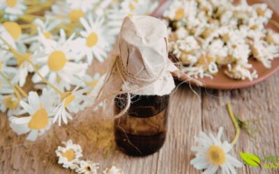 Óleo de Camomila: Calmante Natural para Ansiedade e Insônia