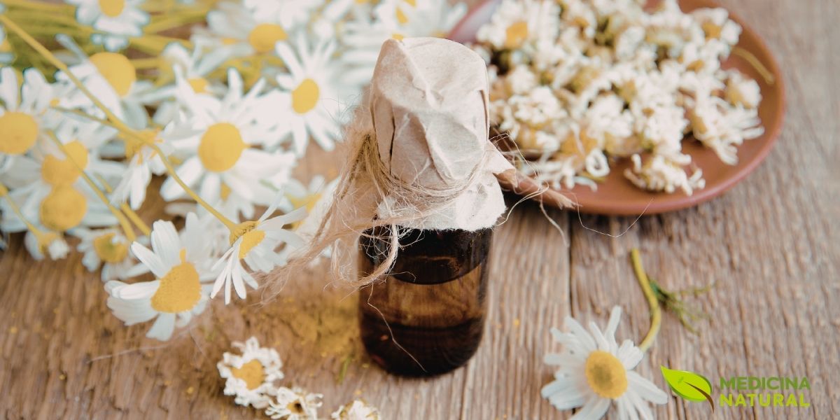 O óleo de camomila é um convite ao relaxamento e bem-estar. Suas propriedades calmantes, visíveis na delicadeza das flores, são capturadas em cada gota, oferecendo um refúgio natural contra o estresse do dia a dia e promovendo uma sensação de paz interior.