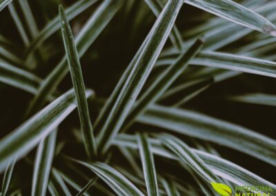 Ophiopogon japonicus - MONDO GRASS