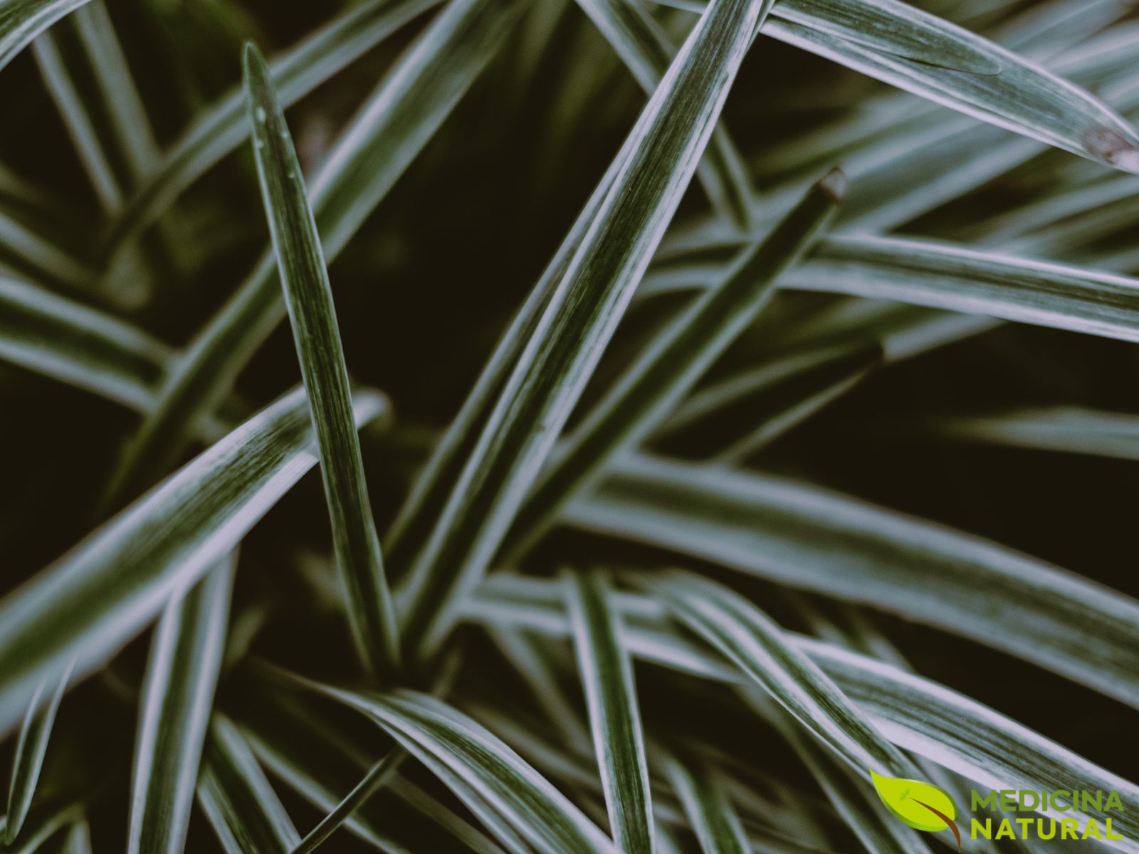 Ophiopogon japonicus - MONDO GRASS