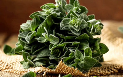 Orégano: veja para que serve a especiaria