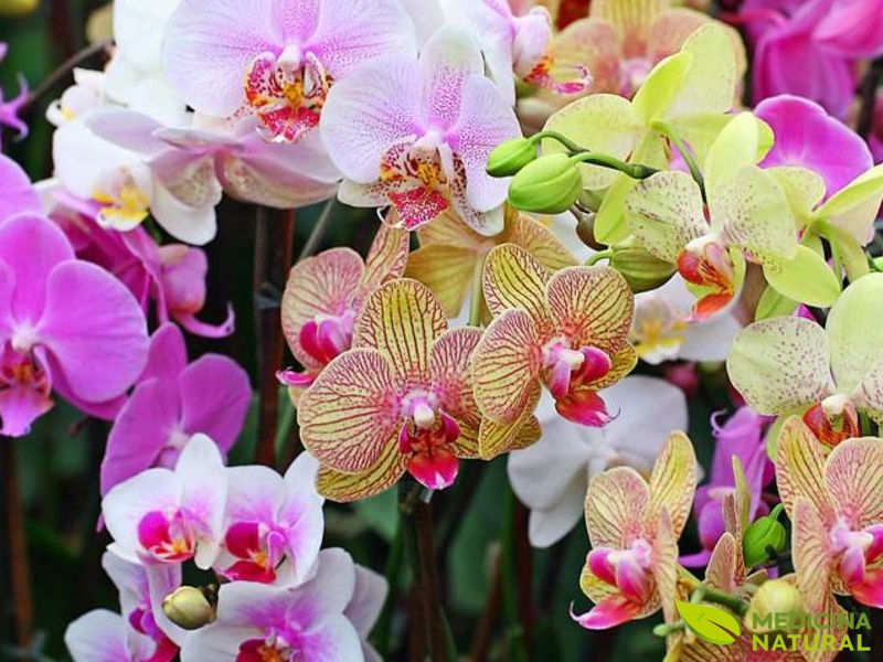 Orquídeas