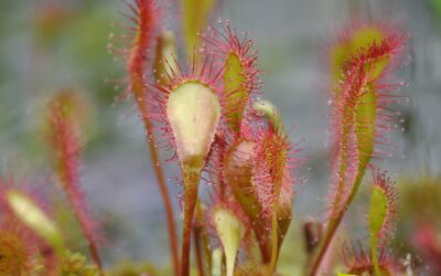 Drosera rotundifolia – ORVALINHA
