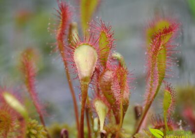 Orvalhinha - Drosera rotundifolia