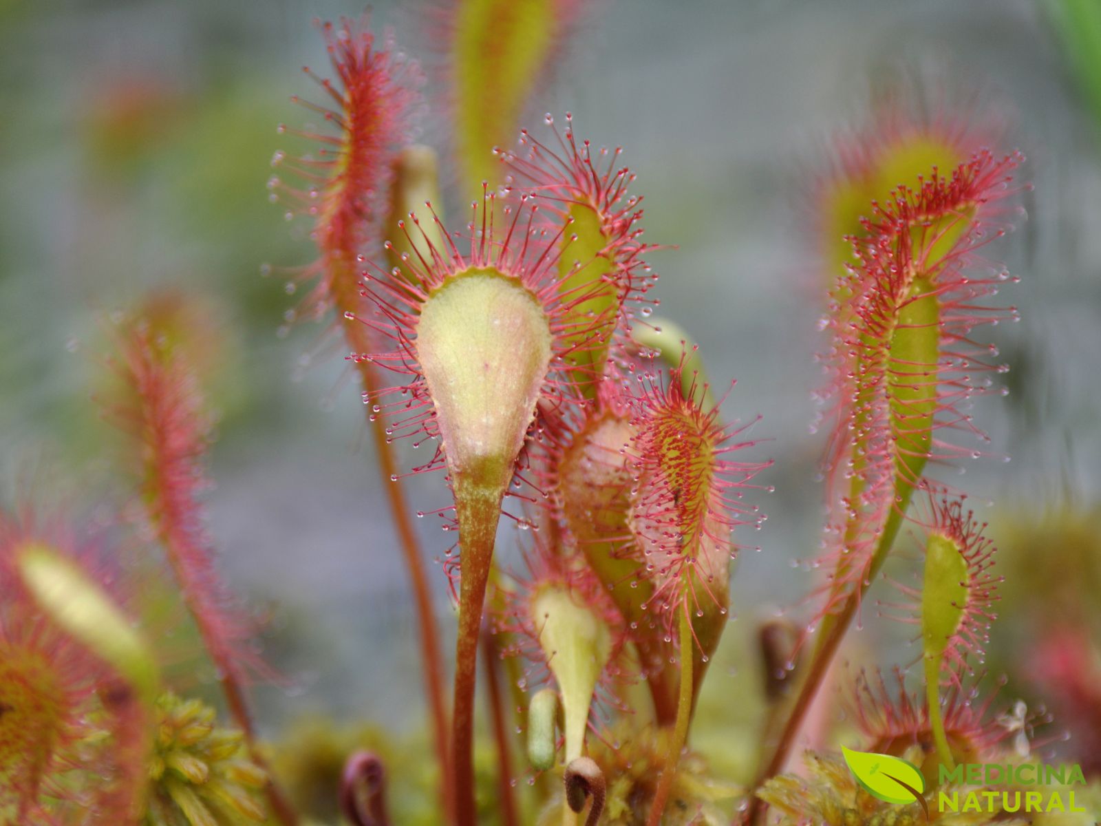 Orvalhinha - Drosera rotundifolia