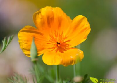 Papoula-da-Califórnia - Eschscholzia californica