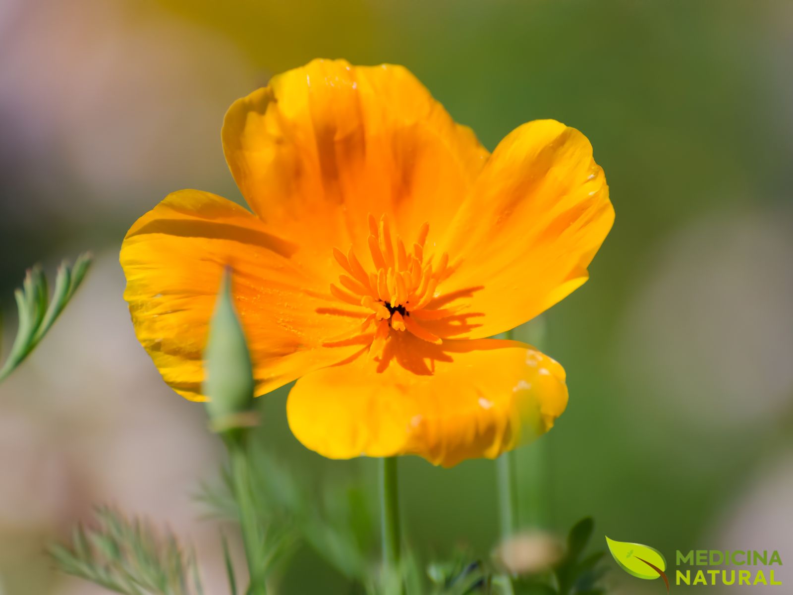 Papoula-da-Califórnia - Eschscholzia californica