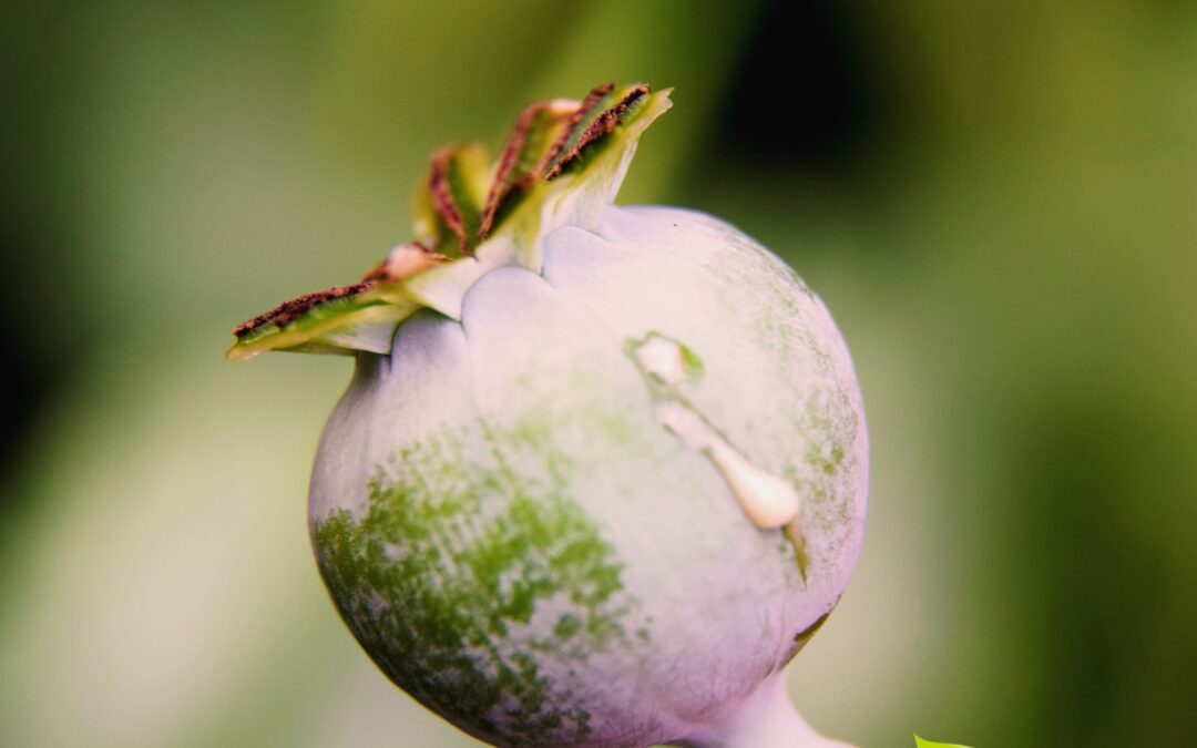 Papaver somniferum – PAPOULA-DO-ÓPIO; PAPOULA-SOMNÍFERA
