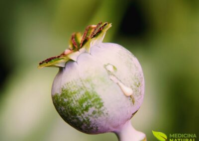 Papaver somniferum - PAPOULA-DO-ÓPIO; PAPOULA-SOMNÍFERA