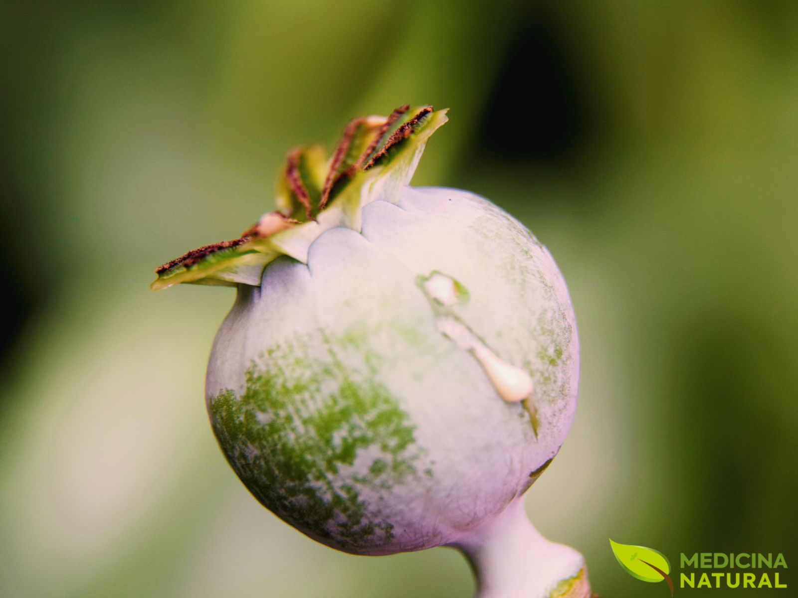 Papaver somniferum - PAPOULA-DO-ÓPIO; PAPOULA-SOMNÍFERA