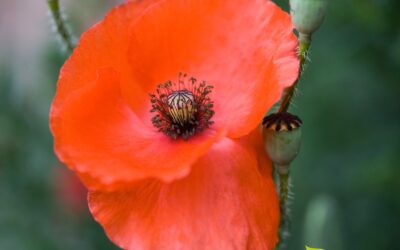 Papaver rhoeas – PAPOULA-DOS-CAMPOS