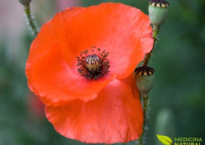 Papoula-vermelha - Papaver rhoeas