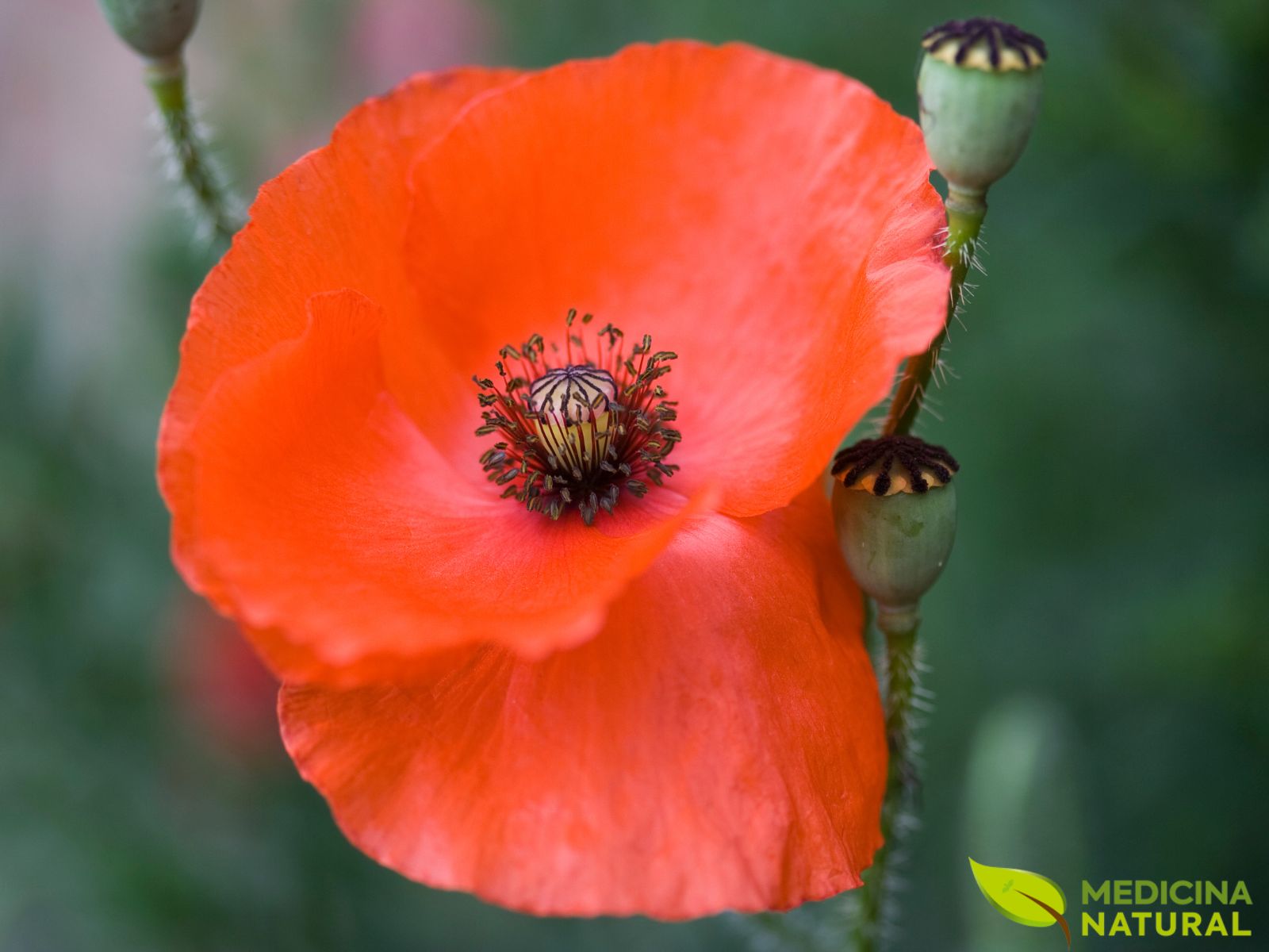 Papoula-vermelha - Papaver rhoeas