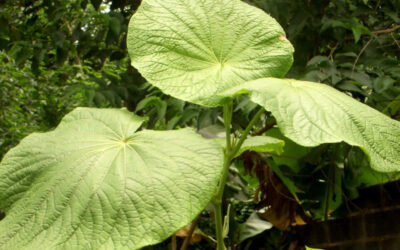 Pariparoba: saiba para que serve o chá