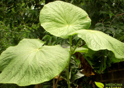 Pariparoba - Piper umbellatum