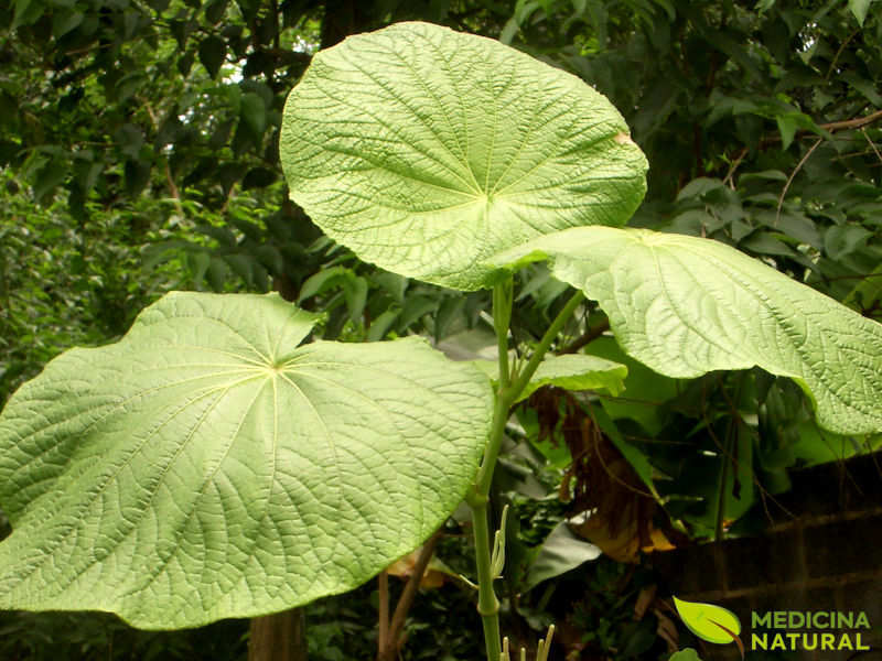 Pariparoba - Piper umbellatum