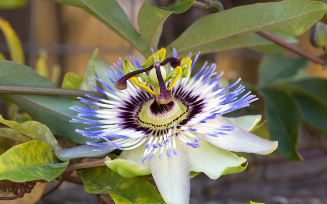 Passiflora foetida – MARACUJÁ-DE-CHEIRO; MARACUJÁ-DO-MATO
