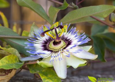 Passiflora foetida - MARACUJÁ-DE-CHEIRO; MARACUJÁ-DO-MATO