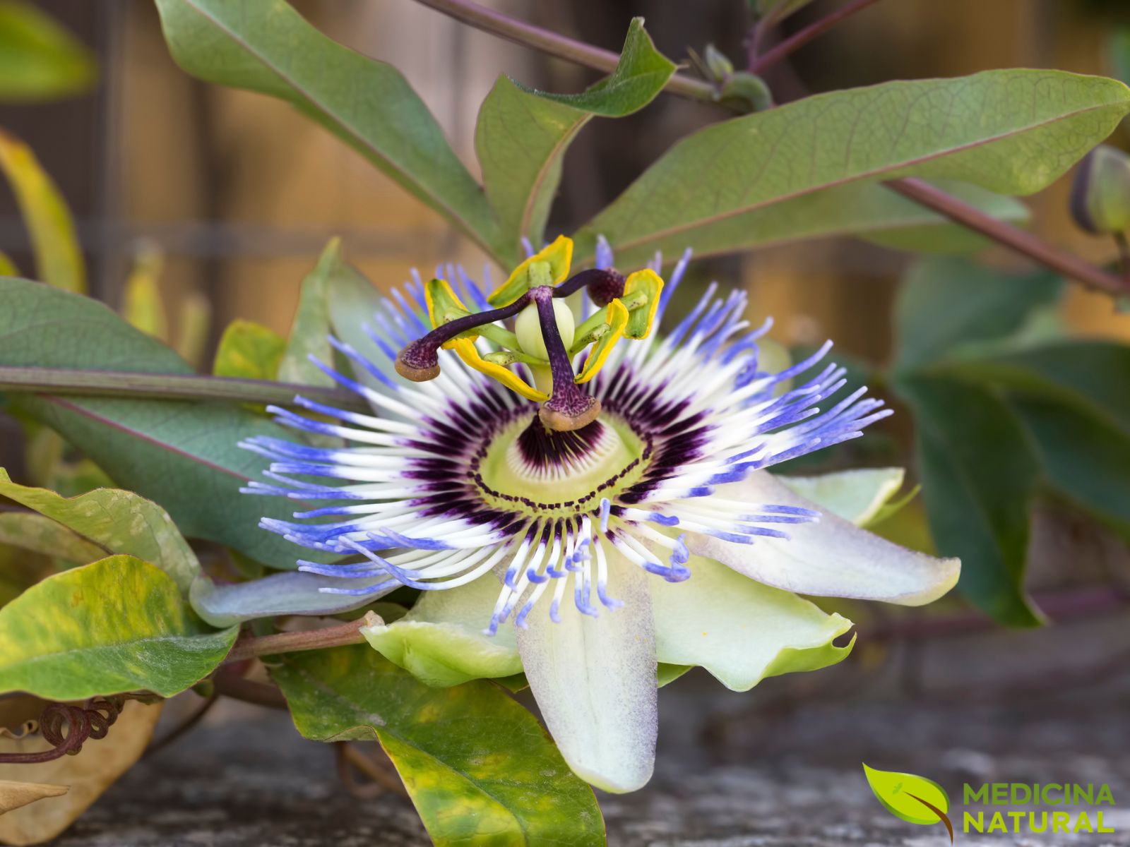 Passiflora foetida – MARACUJÁ-DE-CHEIRO; MARACUJÁ-DO-MATO Passiflora foetida - MARACUJÁ-DE-CHEIRO; MARACUJÁ-DO-MATO