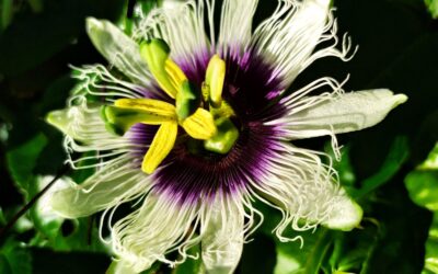 Passiflora: principais espécies do gênero