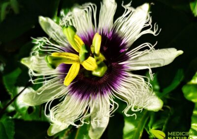 Flor-da-Paixão (Maracujá) - Passiflora incarnata