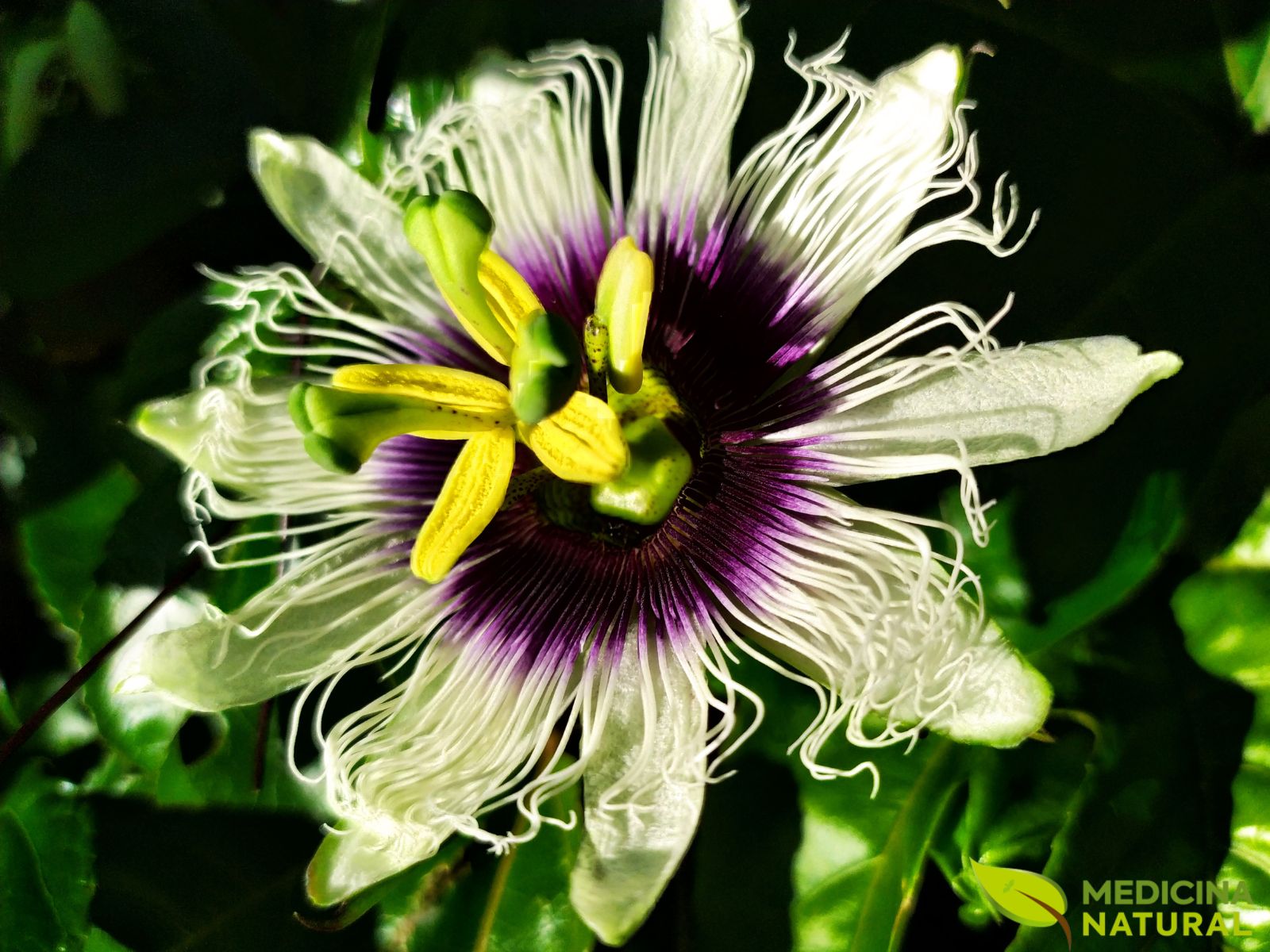 Flor-da-Paixão (Maracujá) - Passiflora incarnata
