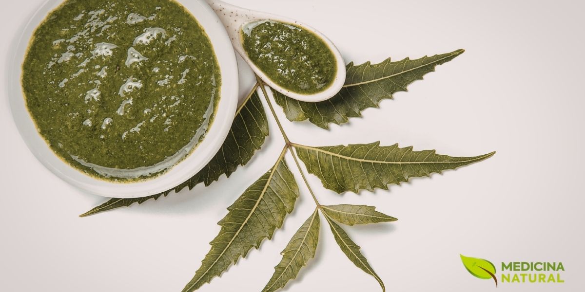 Os produtos de beleza com neem são valorizados por sua capacidade de purificar, acalmar e proteger a pele, oferecendo uma solução natural para quem busca uma tez clara, radiante e livre de imperfeições.