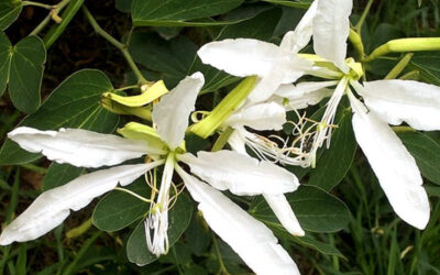 Pata-de-vaca: saiba para que serve o chá