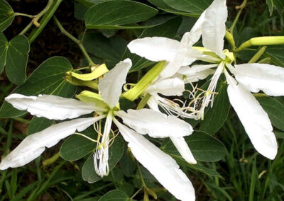 Pata-de-vaca - Bauhinia forficata