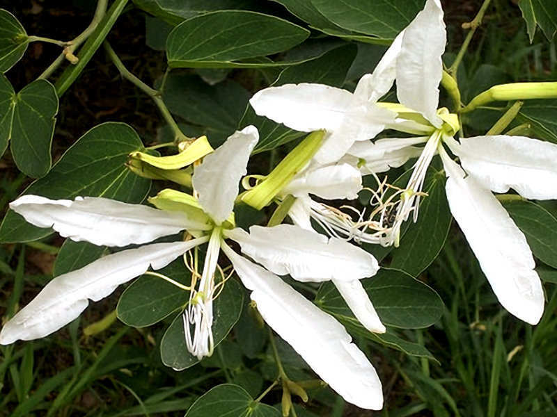 Pata-de-vaca - Bauhinia forficata