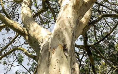 Pau-ferro: saiba para que serve a árvore