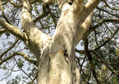 Pau-ferro - Caesalpinia ferrea