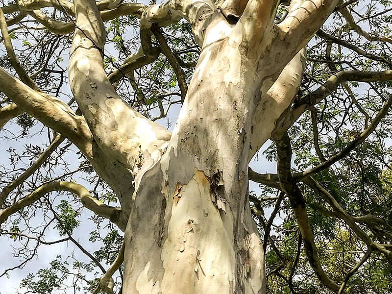 Pau-ferro - Caesalpinia ferrea