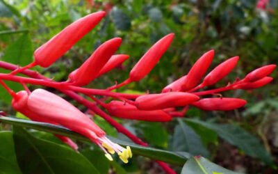 Pau-tenente: saiba para que serve o chá