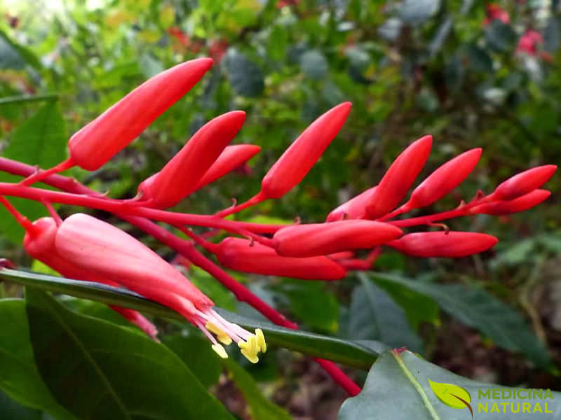 Pau tenente - Quassia amara