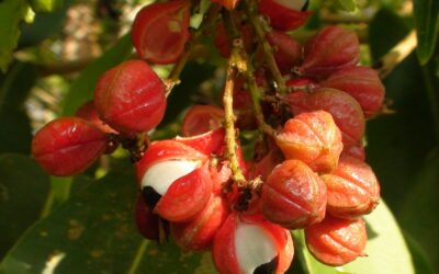 Paullinia cupana (GUARANÁ; GUARANAZEIRO)