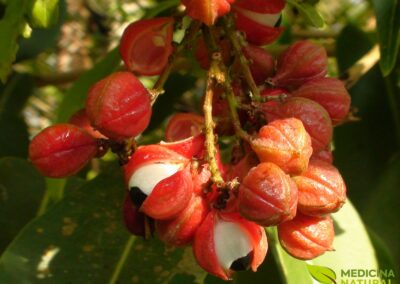 Paullinia cupana - Guaraná